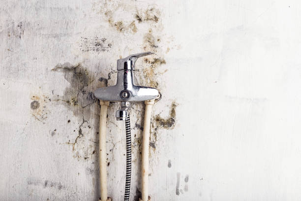 Best Professional Mold Removal  in Youngsville, NC