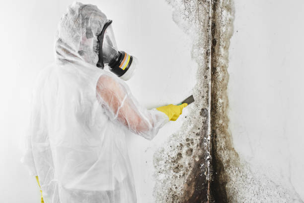 Best Professional Mold Removal  in Youngsville, NC