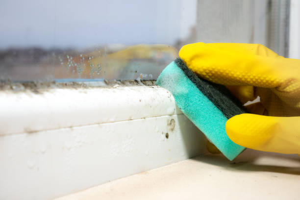 Best Crawl Space Mold Removal  in Youngsville, NC