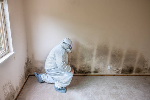 Mold Testing and Removal in Youngsville, NC