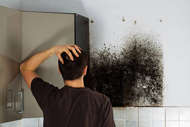 Best Toxic Mold Removal  in Youngsville, NC