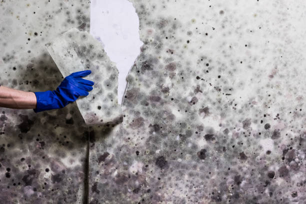 Mold Removal Process in Youngsville, NC