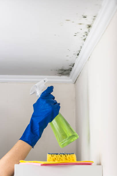 Best Mold Removal Company Near Me  in Youngsville, NC